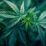 consumul de cannabis