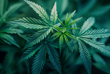 consumul de cannabis